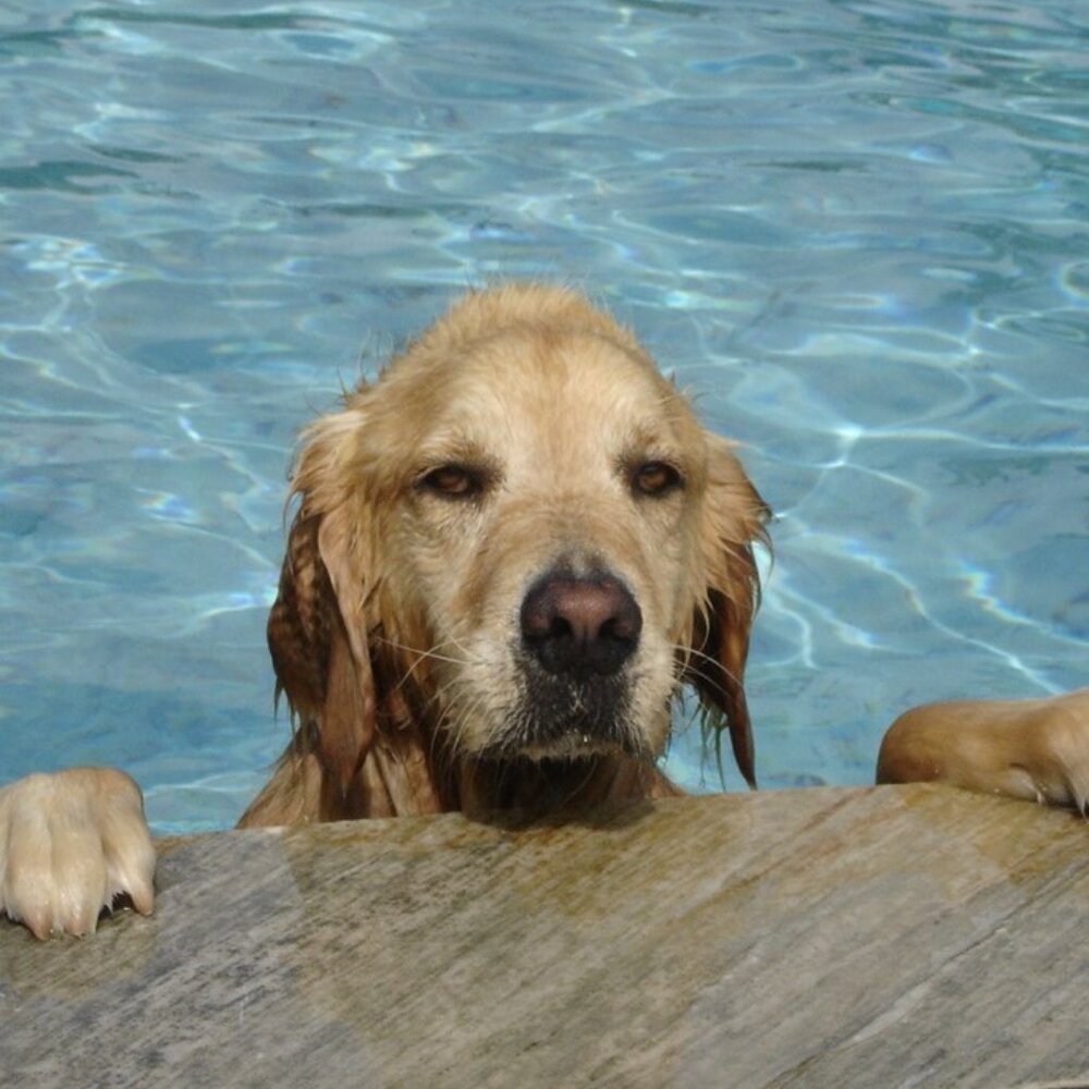 Meet your Posher, Jeff & Denise